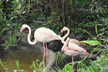 flamingi różowe