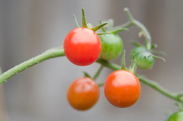 Close up of maturing cherry tomatoes growing on the vine