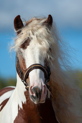 Beautiful gypsy stallion