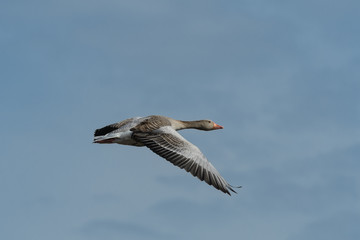 fliegende Graugans