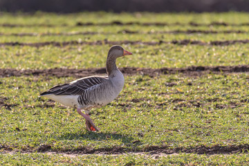 Graugans (Anser anser)