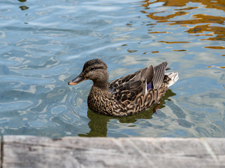Mallard duck