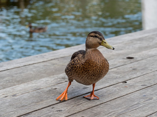 Mallard duck 