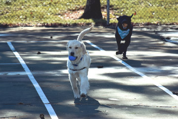 Obraz premium Dogs Playing