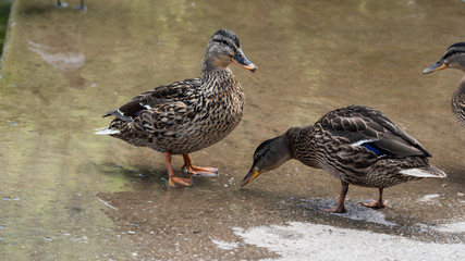Mallard duck water