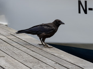 Raven