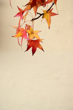 Kanadischer Amberbaum, bunte Herbstlaubf&auml;rbung, Textfreiraum