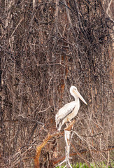 Pelicans on the lake in the jungle of Kenya under a cloudy sky