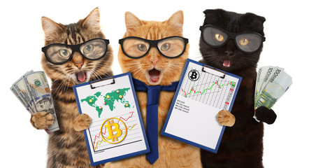 Funny cats with financial charts. Successful Trader. Stock Market Graph Diagram. 