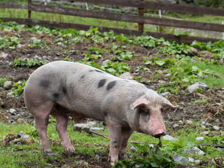 Pig in pasture