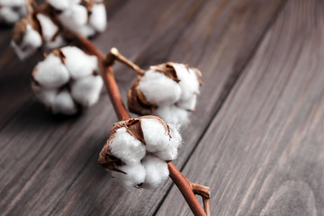Branch of white fluffy cotton flowers on brown wooden background