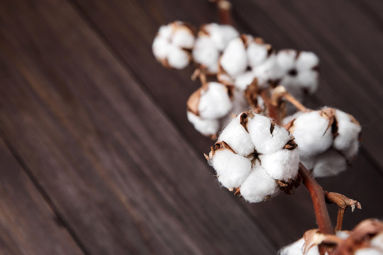 Branch of white cotton flowers on brown wooden background