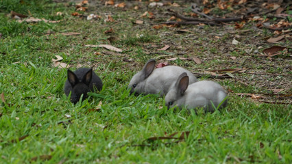 Babby black and white rabbits eating