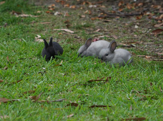 Baby rabbits eating