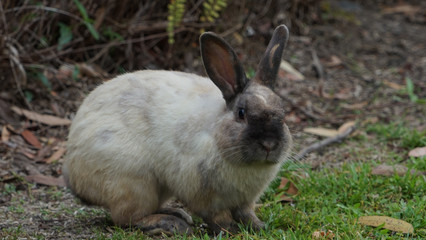 White rabbit looking at camera