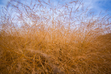 Maiden Grass Background