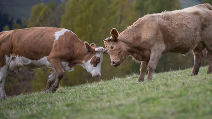 Naklejka na ściany i meble Kühe mit Hörnern auf der Weide 