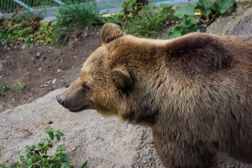 Obraz na płótnie Canvas Beautiful brown bear in the bear pit of Bern, Switzerland