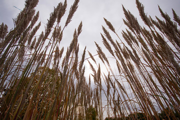 Looming Ravenna Grass