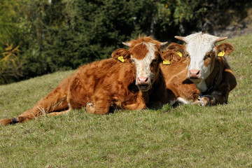 K&uuml;he mit H&ouml;rnern auf der Weide 
