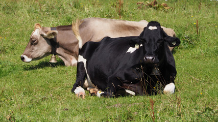 Milk cows on pasture