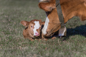 Kuh mit neu geborenem Kalb auf der Weide