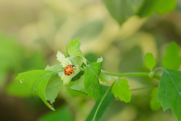 Macro photo of Ladybug on the green leaf. Close up ladybug on leaf. Spring nature scene