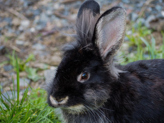 Obraz premium Black bunny portrait