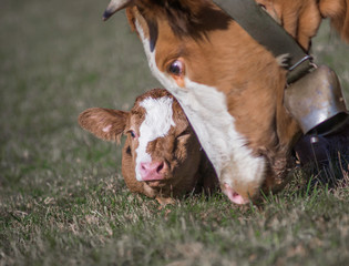 Kuh mit neu geborenem Kalb auf der Weide