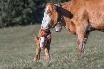 Kuh mit neu geborenem Kalb auf der Weide