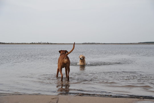 Hund im Wasser am Hundestrand