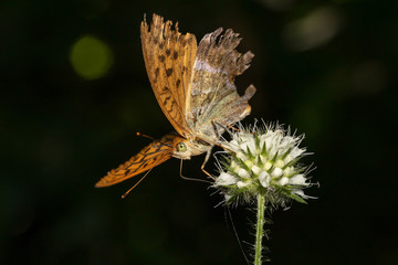 Kaisermantel Schmetterling (Argynnis paphia) besucht Blüte der behaarten Karde (Dipsacus pilosus)