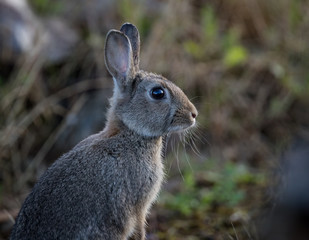 Young wild common rabbit (Oryctolagus cuniculus) sitting and alert in a meadow on a frosty morning with dew - 234569546