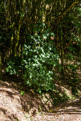 Obraz premium Naturally growing bushes