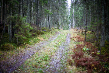 Obraz premium autumn forest after the rain with wet foliage and shallow depth of field