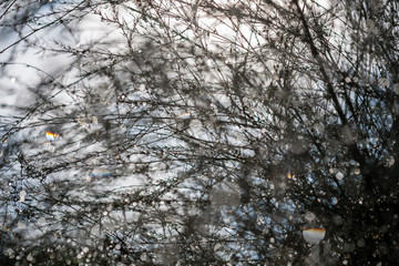 abstract reflections from raindrops in wet branches of bushes