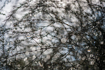 abstract reflections from raindrops in wet branches of bushes