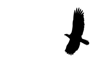 Bird in flight silhouette