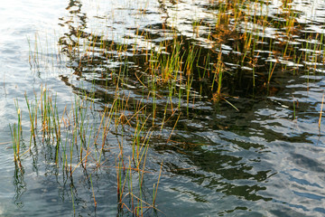 grass in water