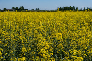 Obraz premium bright yellow fields of rapeseed