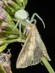 Veränderliche Krabbenspinne (Misumena vatia) hat einen Falter erbeutet