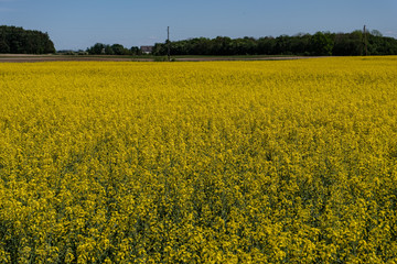 Obraz premium bright yellow fields of rapeseed