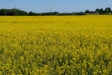 Obraz premium bright yellow fields of rapeseed