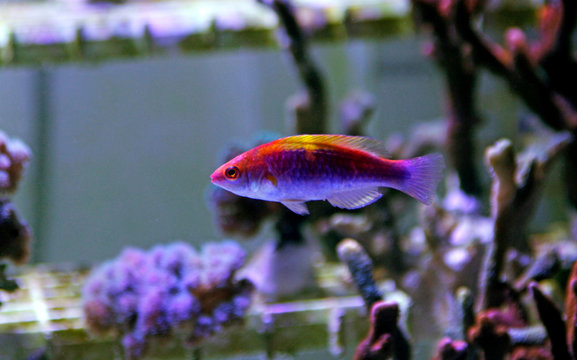 Multicolor Lubbock Fairy Wrasse - (Cirrhilabrus lubbocki) 