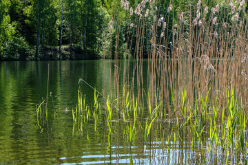 calm summer day view by the lake with clean water