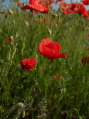 Field of red corny poppy flowers (Papaver Rhoeas) in spring