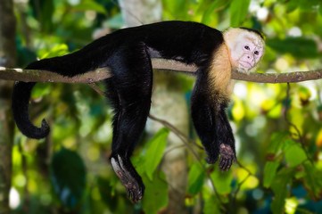 Capuchin Monkey in a Tree