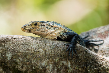lizard on a rock