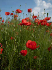 Fototapeta na wymiar Field of red corny poppy flowers (Papaver Rhoeas) in spring