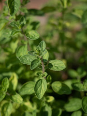 Fresh green oregano (origanum) leaves in the garden. Overhed view. 